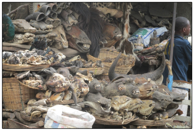 Les marchés de dépouilles en Afrique de l’Ouest : un nouveau risque sanitaire lié au commerce de la faune sauvage