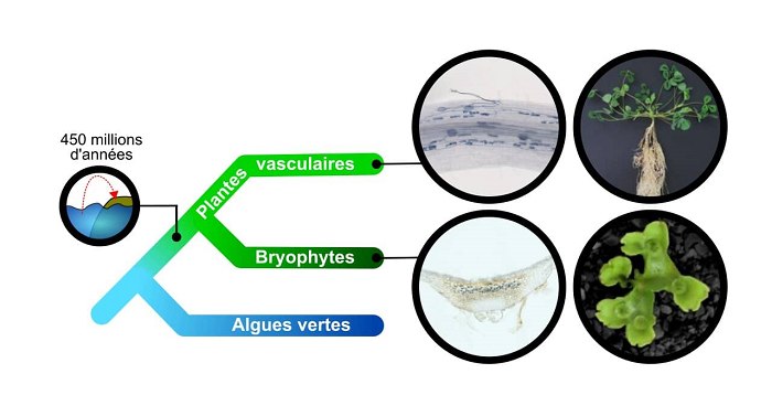 Arbre phylogénétique des plantes.