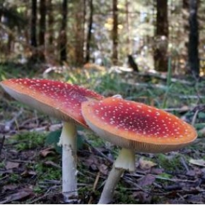 La génomique éclaire l’histoire évolutive des champignons symbiotiques forestiers