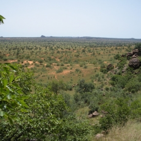 Un nombre inattendu d’arbres peuple l’ouest du Sahara et le Sahel