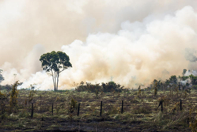 Les feux de forêts se multiplient chaque année en Amazonie.
