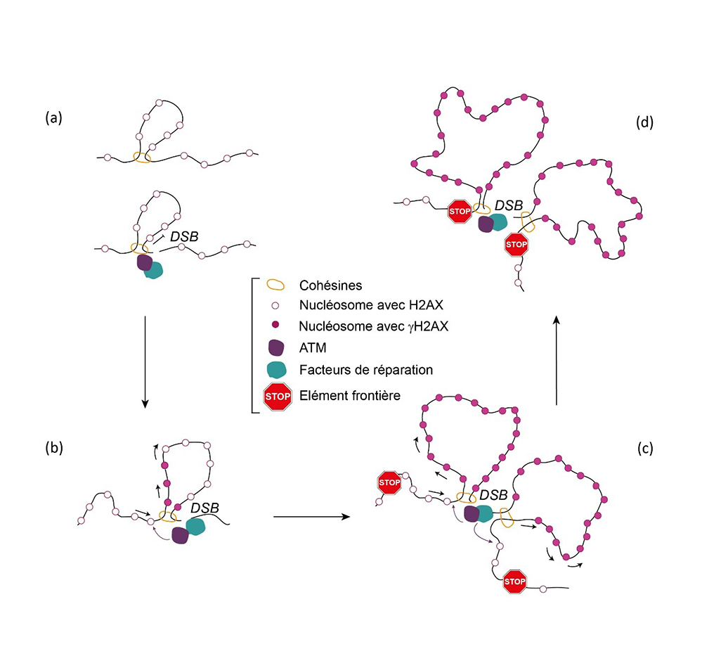 Les boucles d’ADN au service de la réparation du génome.