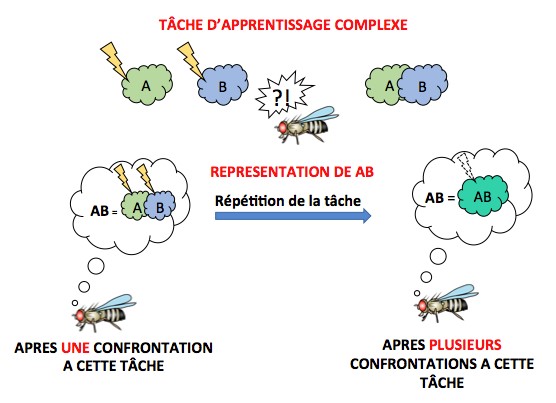 La drosophile est capable d'apprendre que A+B n’est pas égal à AB