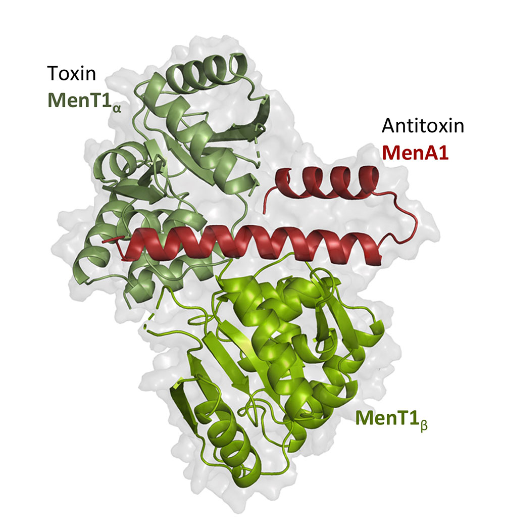 Figure : Inhibition de la toxine MenT1 par fixation asymétrique de l’antitoxine MenA1. Structure cristalline du complexe toxine-antitoxine MenT1α:MenA1:MenT1β chez Mycobacterium tuberculosis. © Xibing Xu and Pierre Genevaux