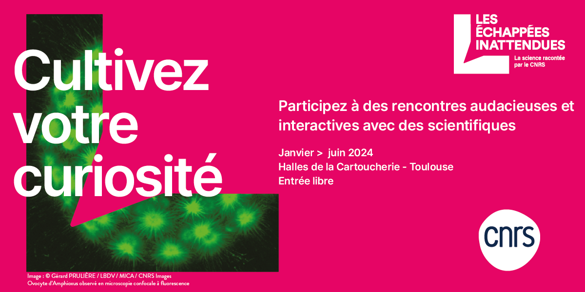 Ovocyte d’Amphioxus observé en microscopie confocale à fluorescence