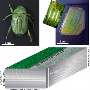 Reproduire au plus près la complexité de la carapace du scarabée, une nouvelle étape dans le biomimétisme