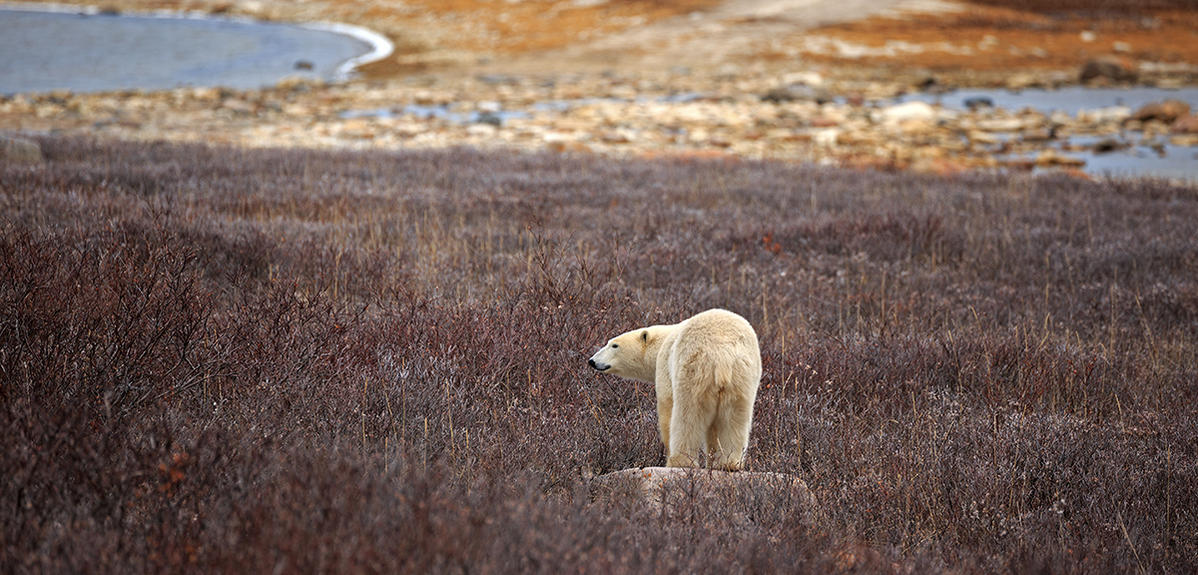 Biodiversité et climat : même combat