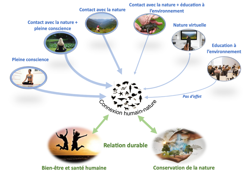 Les personnes avec une forte connexion à la nature sont plus heureuses et en meilleure santé, et sont également plus enclines à protéger la biodiversité et à lutter contre le changement climatique. La pratique de la pleine conscience et le contact avec la nature améliore la connexion humain-nature. L’épaisseur des flèches indique la force de l’effet.