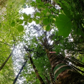 Le couvert forestier n’annule pas la dette climatique des communautés végétales