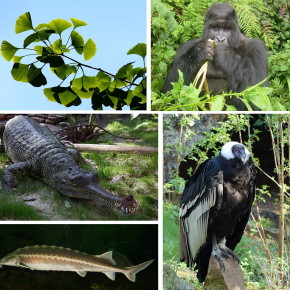 L’extinction des espèces en danger entrainera une réorganisation globale du rôle des autres espèces