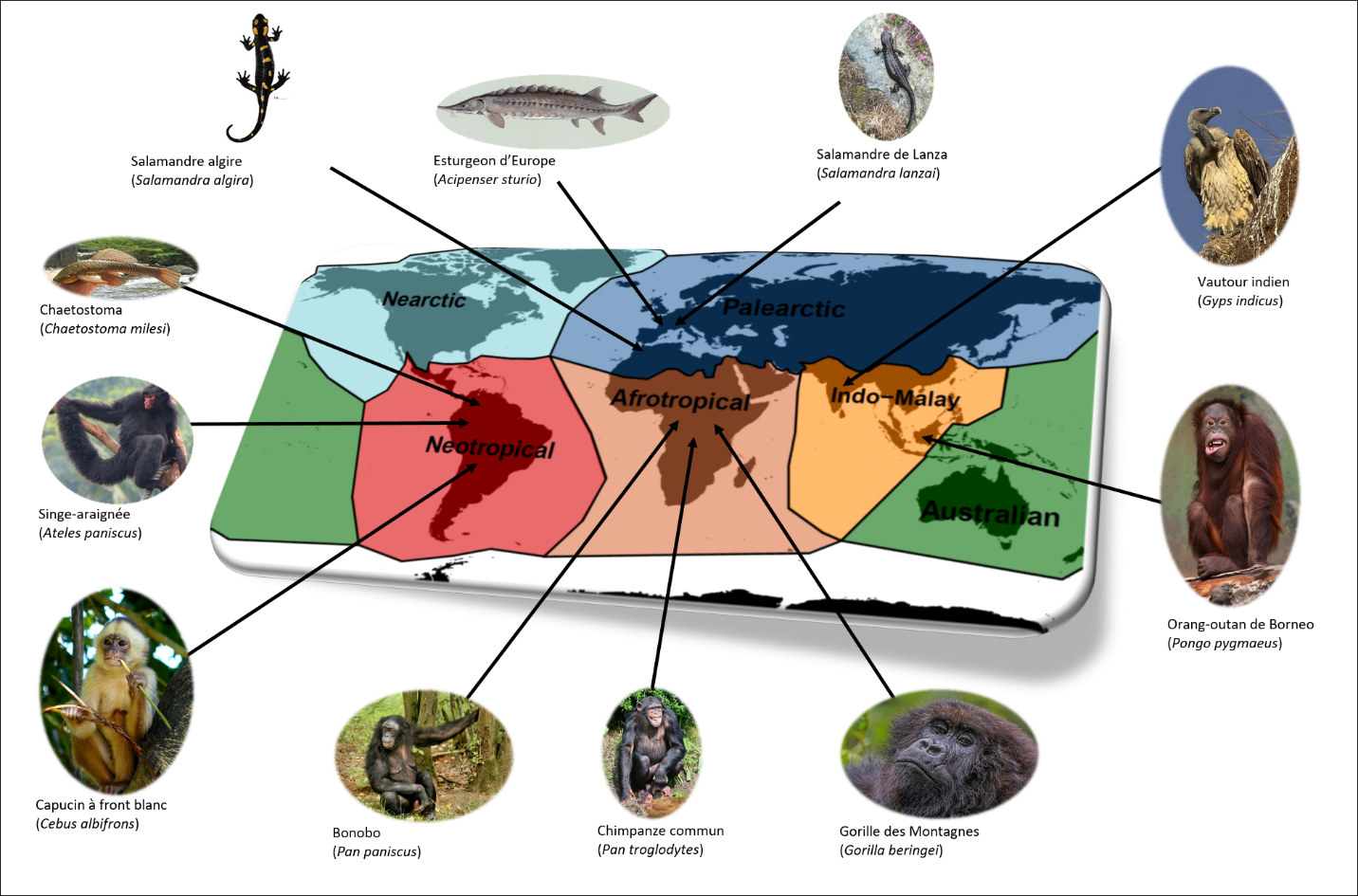 La diversité fonctionnelle des vertébrés inégalement menacée par l’extinction des espèces en danger