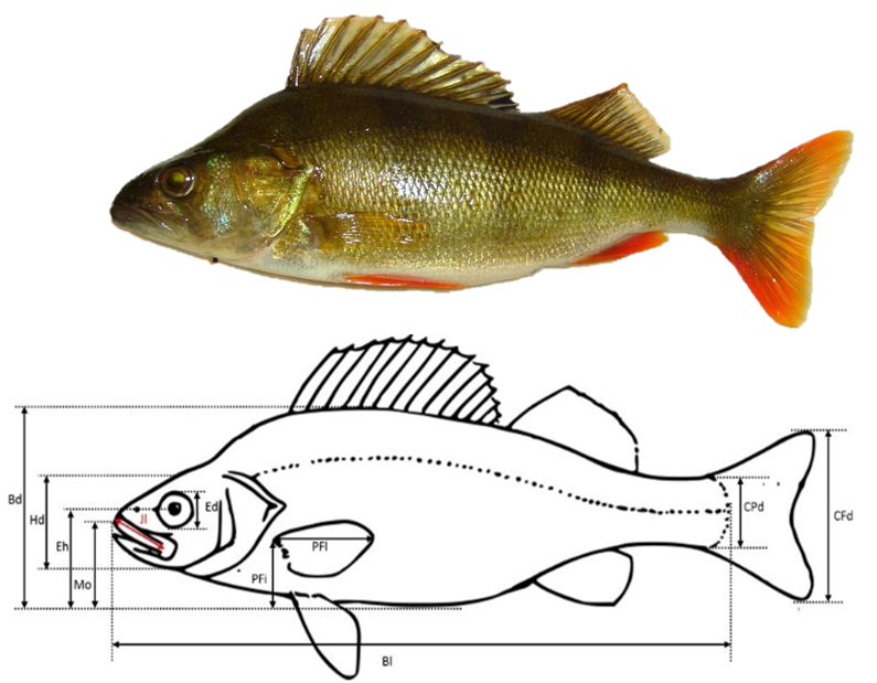 Illustration des 11 mesures effectuées sur chacune des 8342 photographies de poissons, ici une perche (Perca fluviatilis). Crédits : Brosse et al.