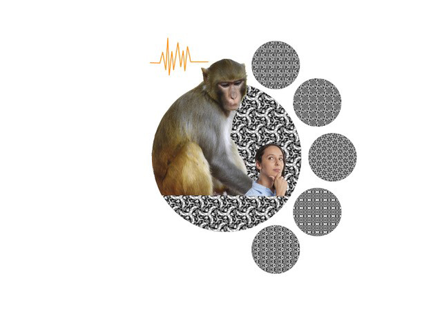 La symétrie, inscrite dans le cerveau des primates ?