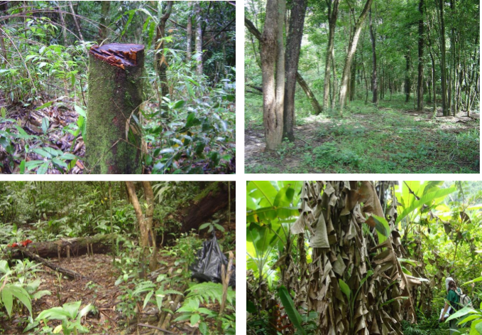 Quel est l'impact des humains sur les fragments forestiers tropicaux ?