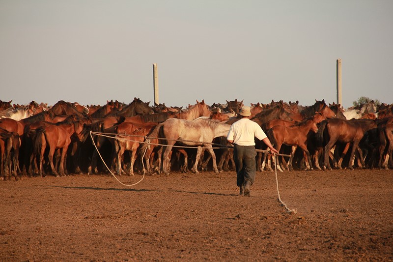 Éleveur attrapant des chevaux, dans le centre-nord du Kazakhstan. © Ludovic ORLANDO / CAGT / CNRS Photothèque