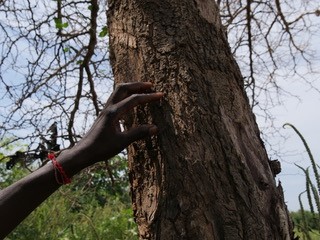 acacia faidherbia