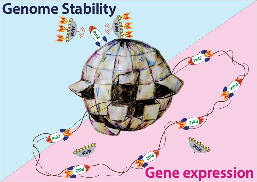 MRN: un maillon dans la chaine de protection du génome