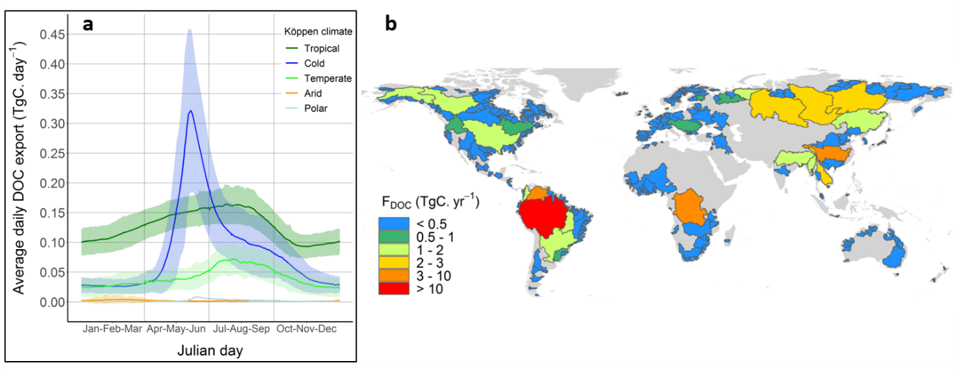 Dynamique mondiale des flux journaliers de carbone organique dissous des bassins versants vers les océans