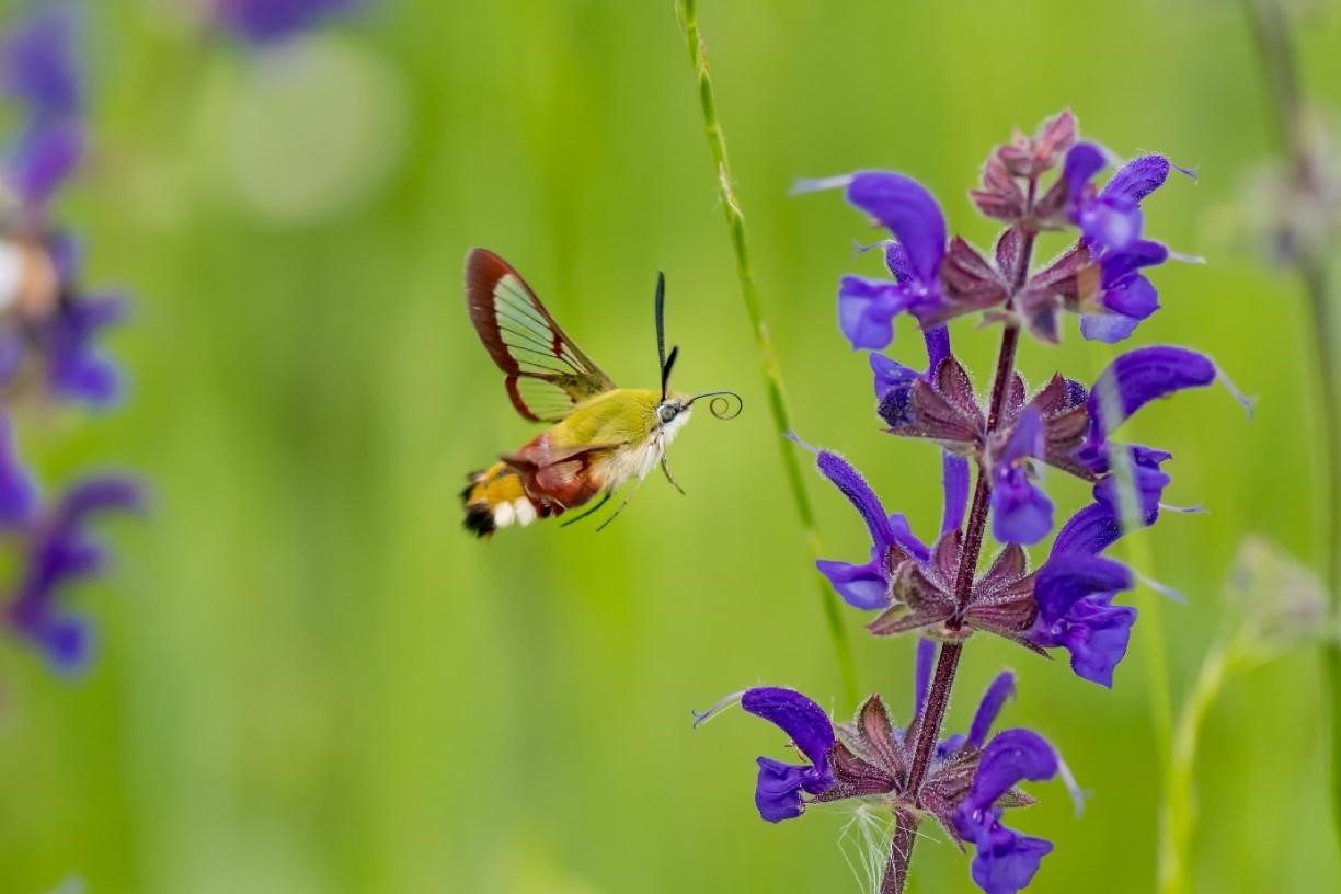 Une analyse approfondie remet en cause des résultats récents relativisant le déclin des insectes