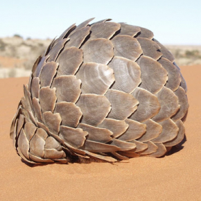 Pangolin enroulé sur lui-même. © Darren Pietersen