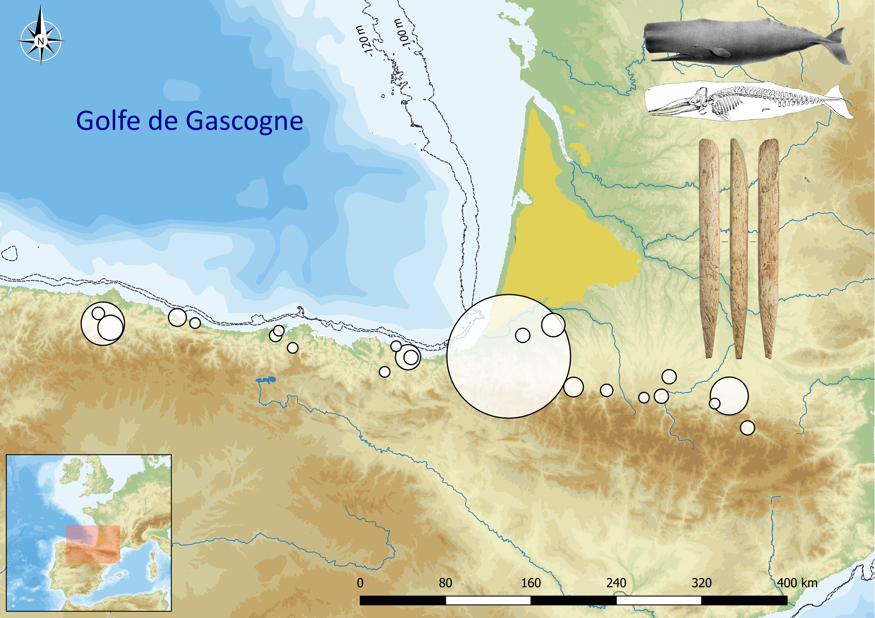 Une étude impliquant des chercheurs français et espagnols, dont le laboratoire Travaux de Recherches Archéologiques sur les Cultures, les Espaces et les Sociétés (TRACES – CNRS / Université Toulouse Jean Jaurès / Ministère de la Culture) signale la découverte de plus d’une cinquantaine d’artefacts fabriqués en os de baleine - pour les plus anciens vieux de ca. 18.000 ans - dans les collections archéologiques de la côte nord atlantique de la Péninsule Ibérique. Cette étude révèle l’existence d’adaptations littorales précoces partagées, selon des réseaux de communication réguliers et structurés à longues distances, par les communautés de chasseurs-collecteurs préhistoriques qui vivaient au bord du Golfe de Gascogne à la fin de la dernière glaciation. Elle est publiée dans la revue Quaternary Science Reviews.