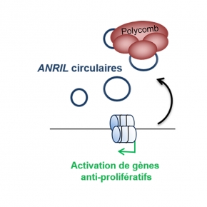 Des ARN circulaires répresseurs deviennent activateurs de l’expression génique au cours de la sénescence