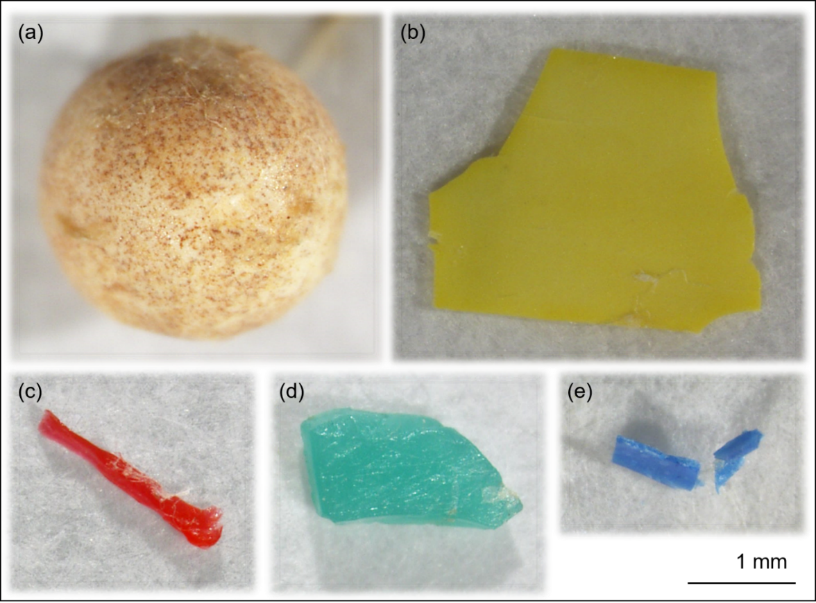 Figure 1 - Exemples de microplastiques observés dans la Garonne 