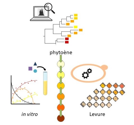 L’environnement biologique peut perturber le fonctionnement des enzymes et modifier leur classification