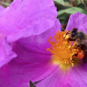 La pollution au plomb, même à très faible dose, nuit à l’apprentissage des abeilles