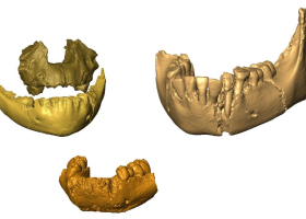 Reconstitution en 3D des fossiles de mandibules et de maxillaire. En haut, des fossiles appartenant à une espèce proche d’Homo erectus. En bas, à Homo habilis. Crédit : José Braga.