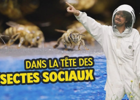 Mignature de la dernière vidéo de la chaîne YouTube du CNRS : Zeste de Science